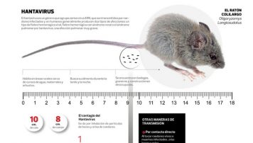 Hantavirus en Baradero: Recomiendan no pescar en las islas
