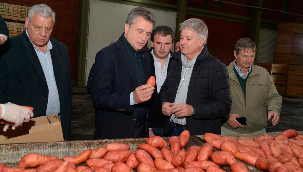 De San Pedro a Inglaterra: por primera vez exportarán batatas
