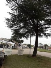 Gestión Ambiental: Poda de pinos en Thomas Edison