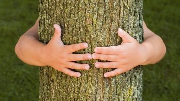 28 de junio- Día mundial del árbol