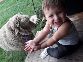 Para «Luli» el peor final: Le robaron y mataron una oveja que criaron como mascota