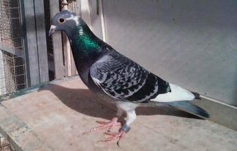 El regreso de las palomas mensajeras en la era digital: cómo se entrenan y para qué se usan