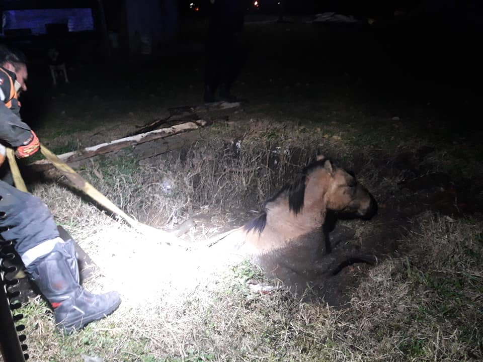 Bomberos: Rescataron a un caballo en la madrugada