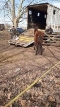 420 caballos rescatados de un campo en Ezeiza: la mayoría con signos de desnutrición