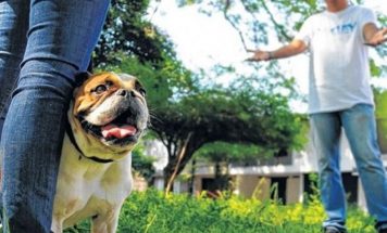 Capacitarán a abogados para resolver conflictos vecinales por animales