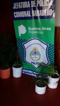 Policiales: Allanamiento por plantas de marihuana