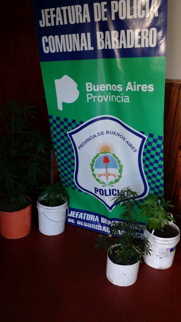 Policiales: Allanamiento por plantas de marihuana