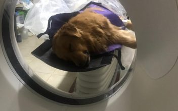 Escándalo en Coronel Suárez: le hicieron una tomografía a un perro en el hospital público