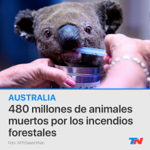 Australia: Millones de animales muertos por lo incendios