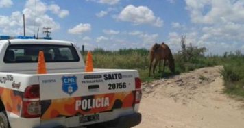 Un baraderense detenido y otro prófugo: Robo de herramientas en un campo de Ruta 31