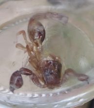 Precaución: Presencia de Alacranes en varios puntos de la ciudad