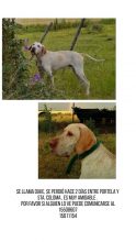 Perro Extraviado