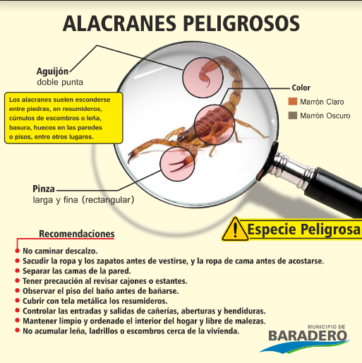 Salud: Recomendaciones para evitar picaduras de alacranes