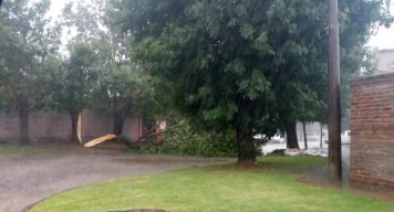 Un árbol caído obstaculizó el tránsito durante un rato