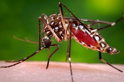 Dengue: Tres casos sospechosos en nuestra ciudad