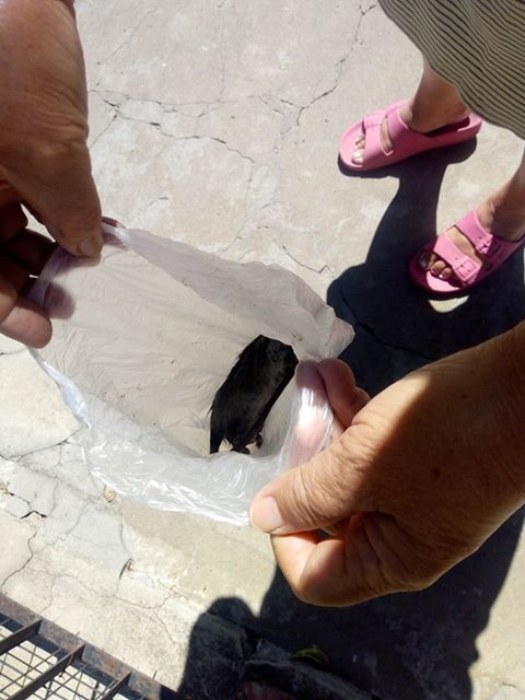 Por la Basura: Vecinos de Colombres al 1100 encontraron roedores