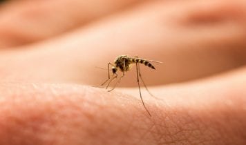 Dengue: Hay un caso sospechoso en la clínica privada