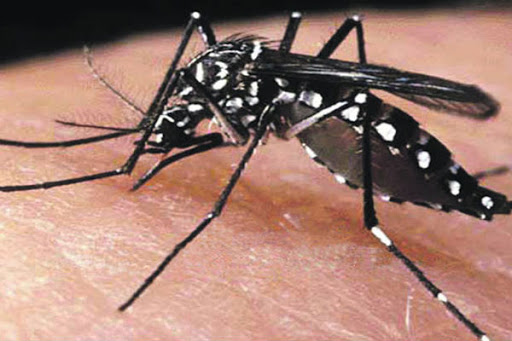 Aumentan los casos autóctonos de dengue en la provincia de Buenos Aires