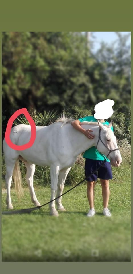 Se robaron un caballo por el acceso a nuestra ciudad