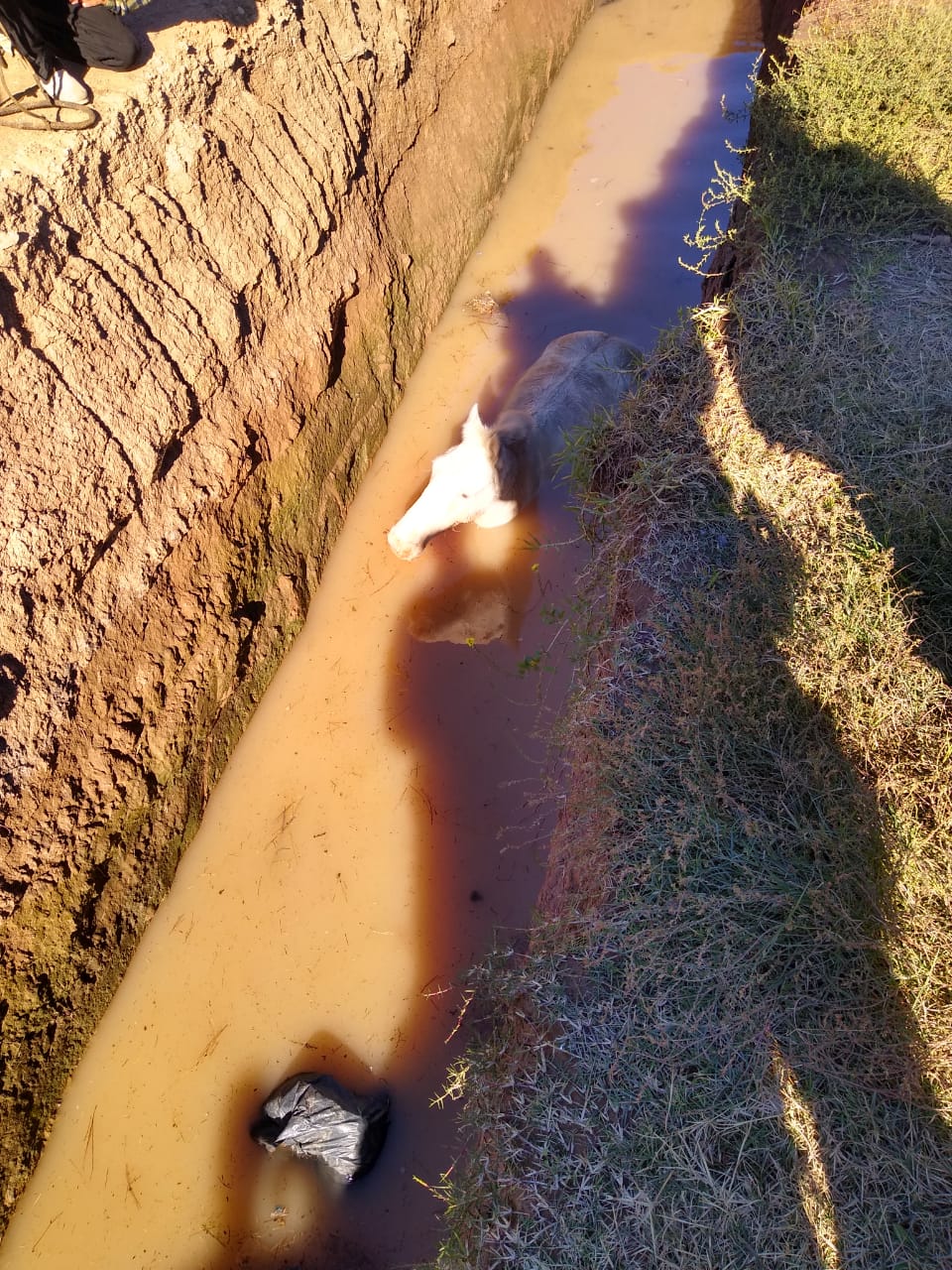 Bomberos: Rescatan un caballo que cayó al zanjón de Pringles