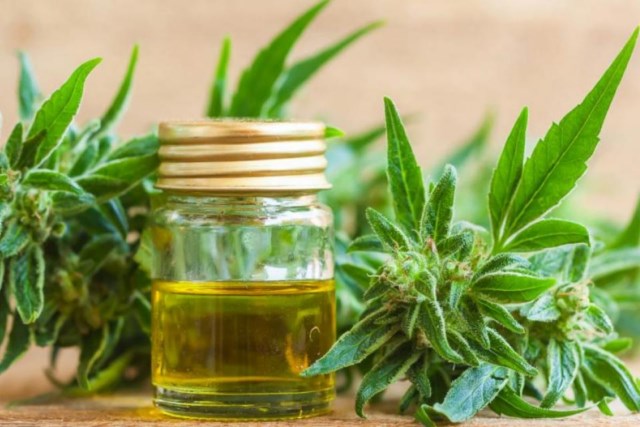 El gobierno permitirá el autocultivo de cannabis medicinal