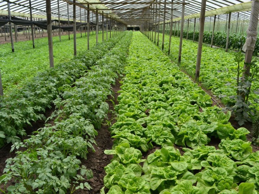 Baradero beneficiado: Destinan $32 millones para el sector hortícola agroecológico bonaerense