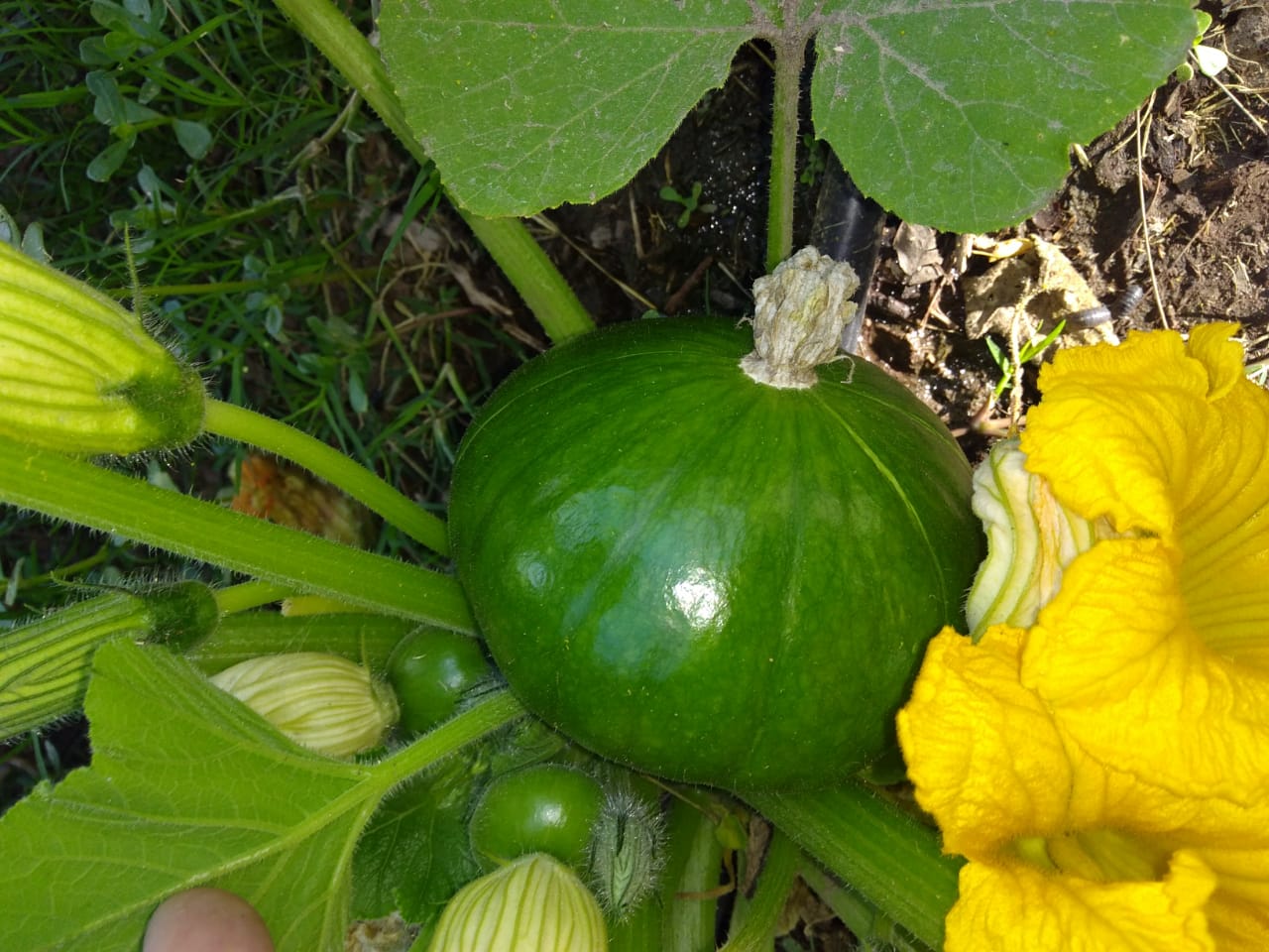 Este jueves continúa la venta de verduras en el Vivero Municipal