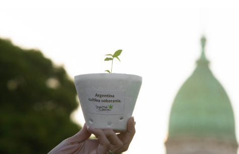 Cannabis: el Gobierno legalizó el autocultivo para uso medicinal y el expendio de aceites en farmacias