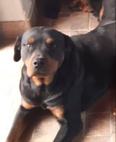 Ofrecen recompensa por una mascota perdida