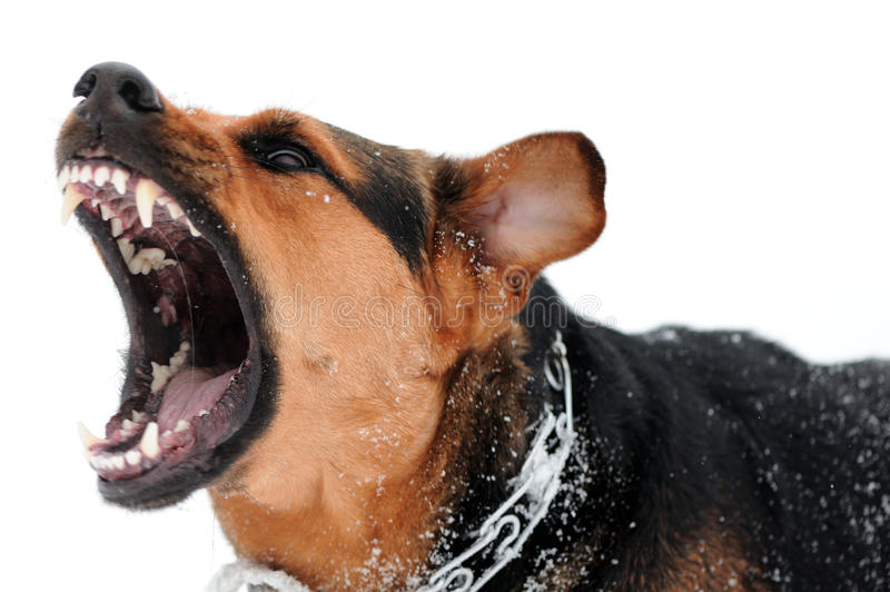 Policiales: Un menor mordido por un perro