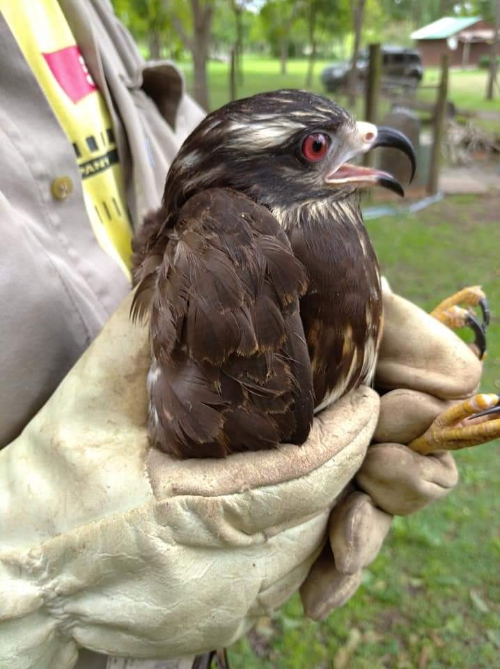 #Ambiente | El municipio junto al grupo de voluntarios trabaja en el relevamiento, rescate y rehabilitación de animales silvestres en el Parque del Este