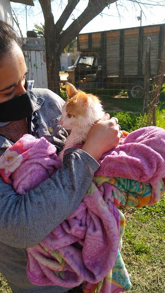 Bomberos: Rescataron de las alturas a un pequeño gato