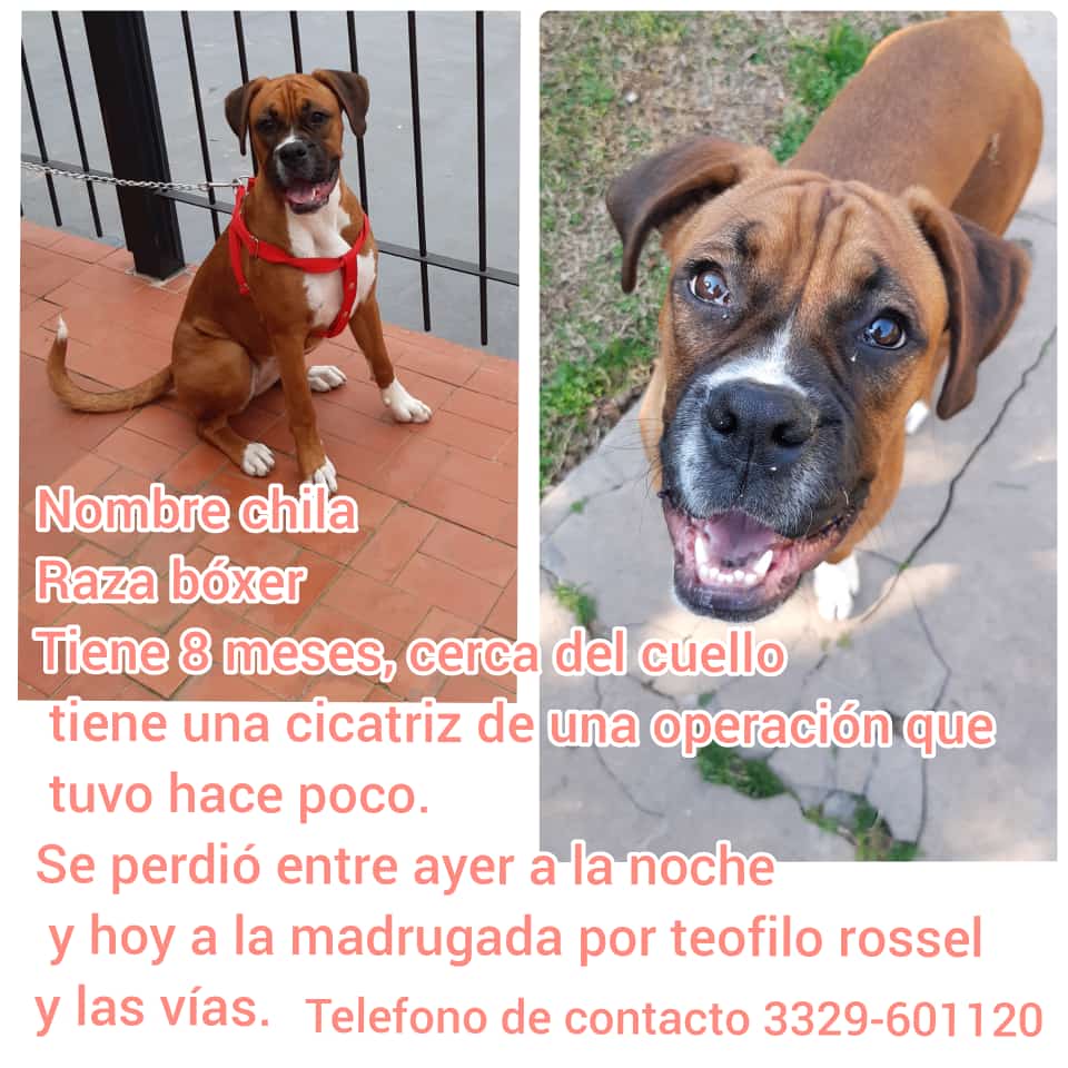 Pedido Solidario: Buscamos a Chila