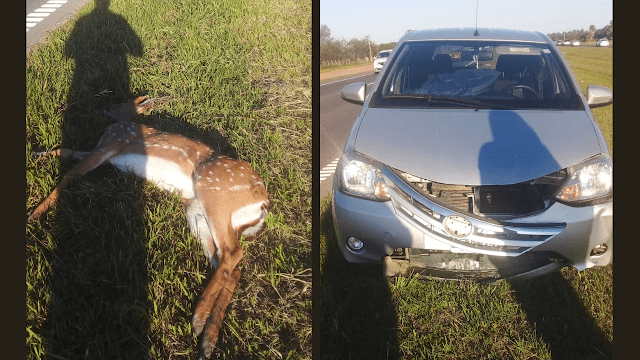 Un auto chocó con un ciervo en la Ruta 9