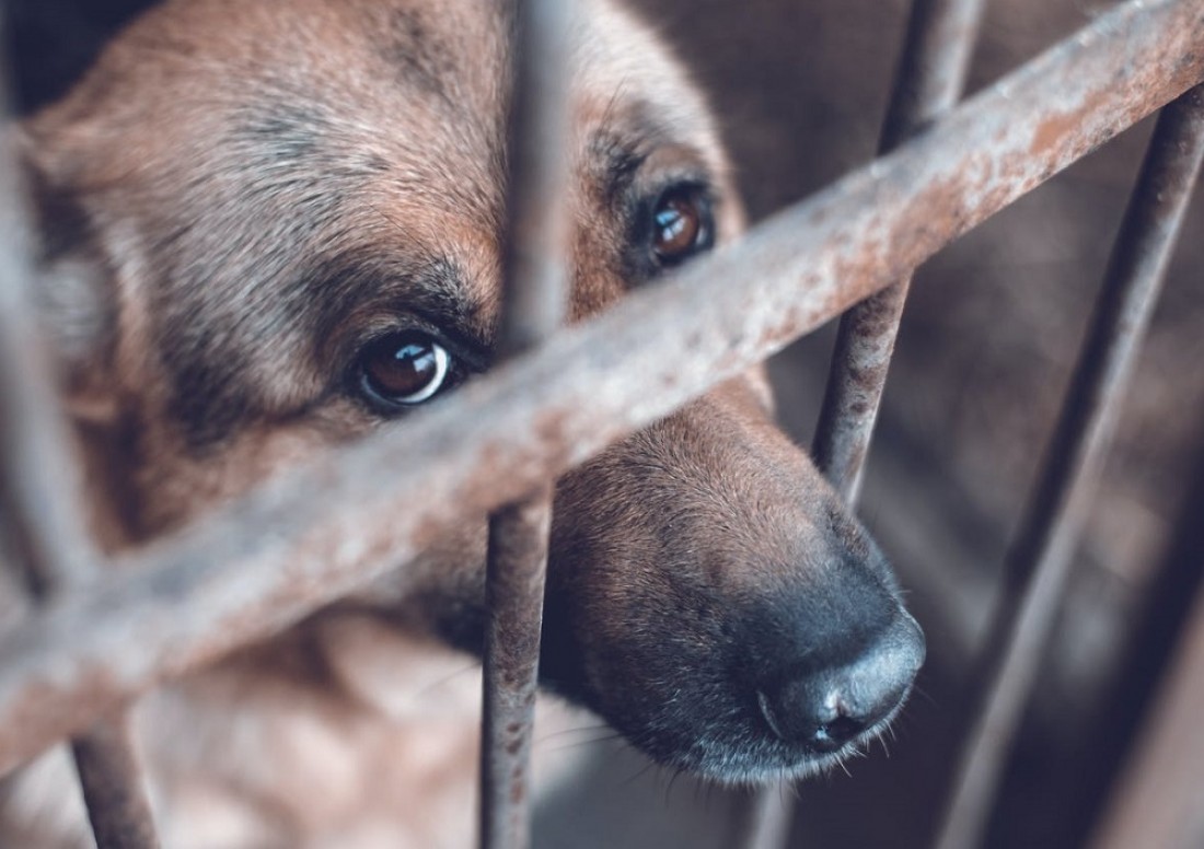 Policiales: Denunció a su vecino por maltrato animal