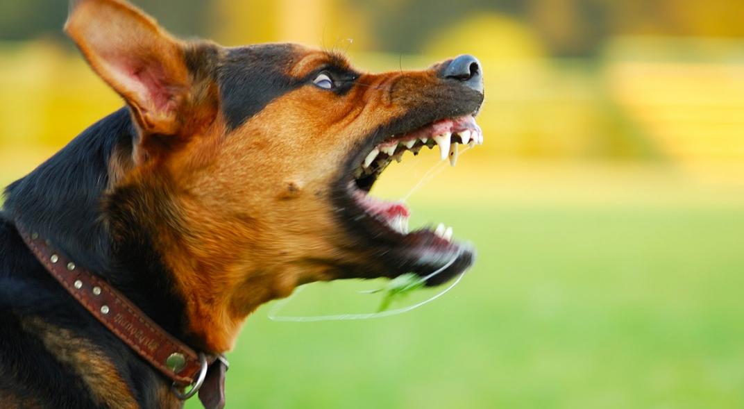 Policiales: Ataque de Perros
