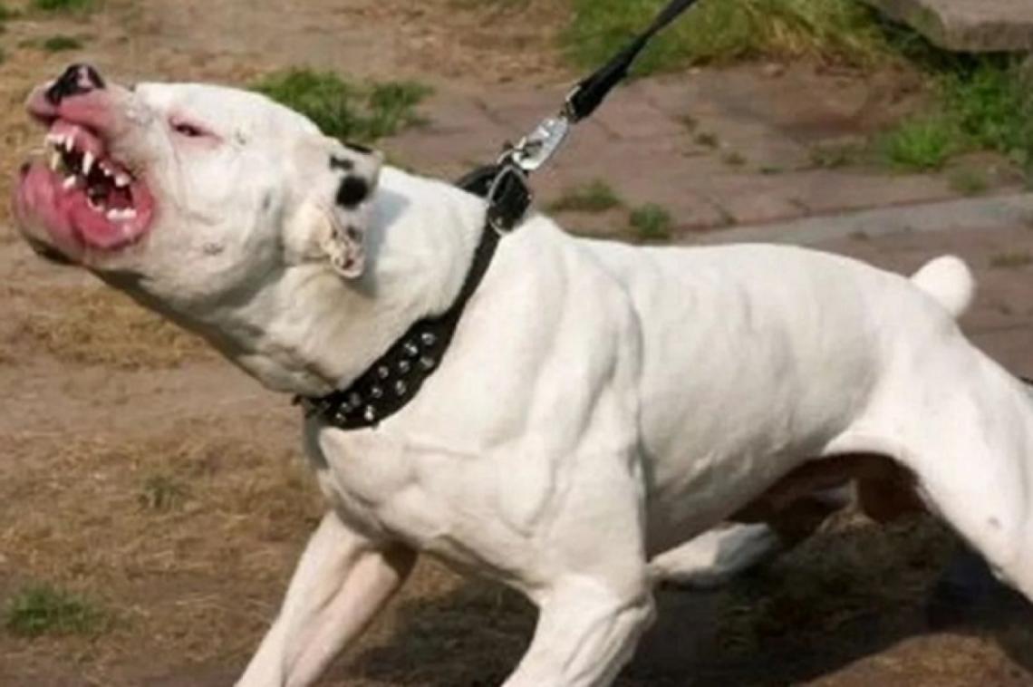 Policiales: Ataque de Pitbull