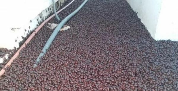 Impresionante la gran ola de calor en la Pampa Argentina provoco una gran  invasión de cascarudos