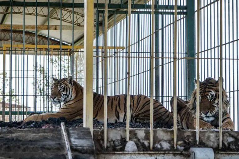 Trasladan a Sudáfrica a cuatro tigres abandonados en San Luis dentro de un vagón de tren