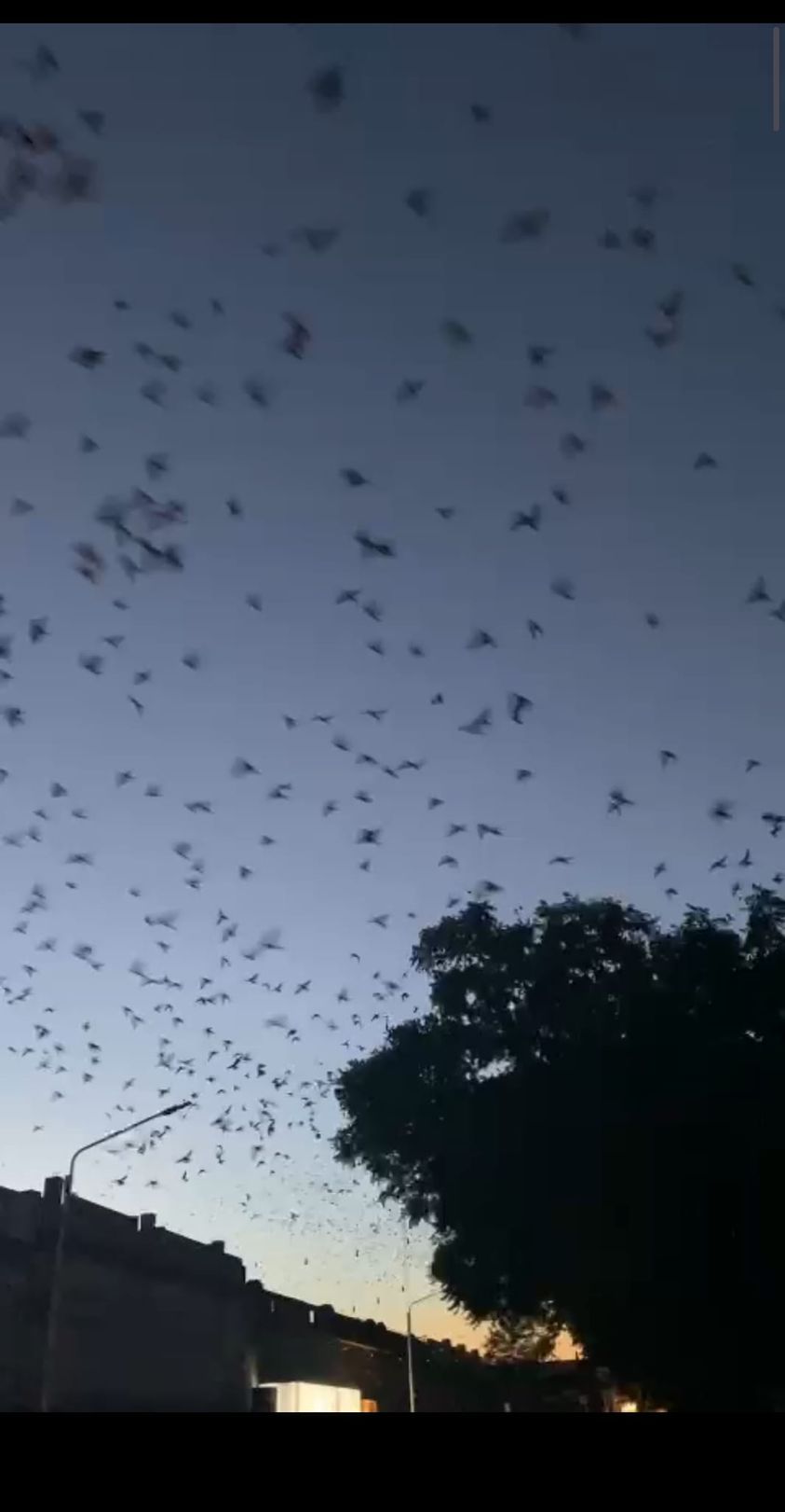 La agrupación Acción ambiental Baradero pidió que detengan los operativos con las aves de la Plaza.