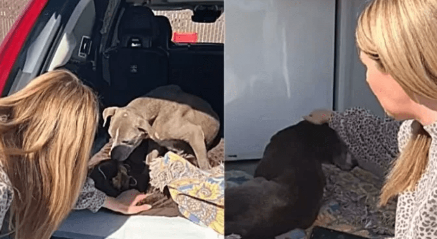Vivita y coleando: Perrita se reencontró con su familia 12 años después que la dieran por muerta