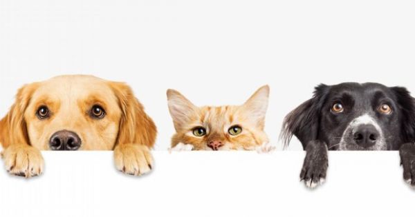 Día de Los Animales