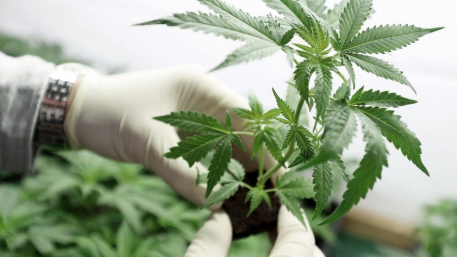 Jujuy inició la cosecha de cannabis medicinal «más importante de Latinoamérica»