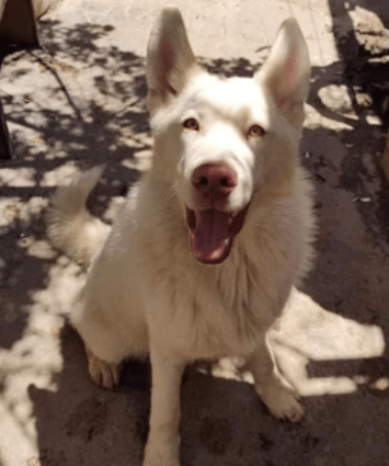 ? (CONMOVEDOR) ❤️ UN NIÑO DEJÓ A SU PERRO EN UN REFUGIO PORQUE SU PAPÁ LO GOLPEABA: «CUANDO CREZCA VENGO A BUSCARLO» ????