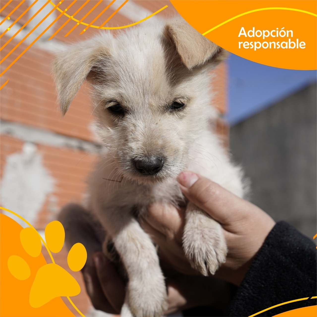 Día de los Animales ?