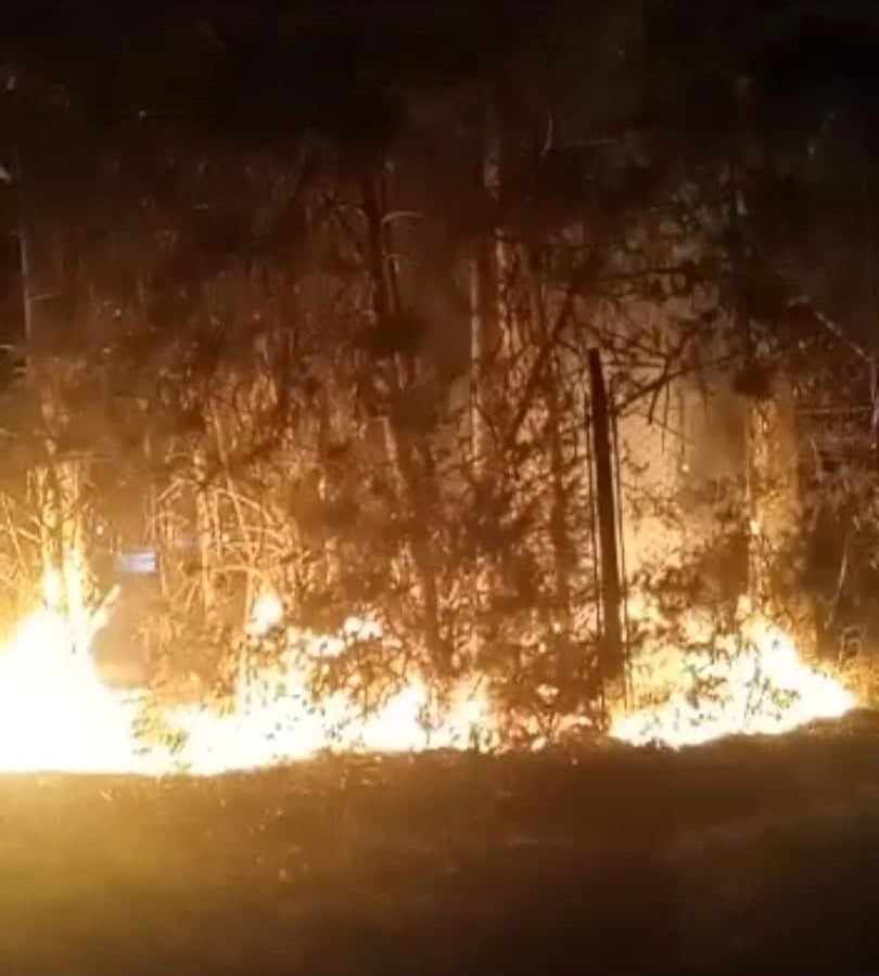 Incendio de arboles en el club Sportivo