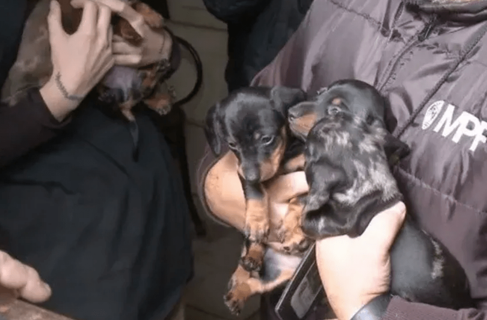 Cómo fue el rescate de 55 perros salchicha que estaban en un criadero ilegal