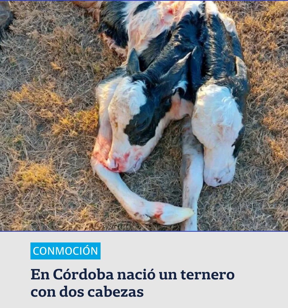 En Córdoba nació un ternero de 2 cabezas