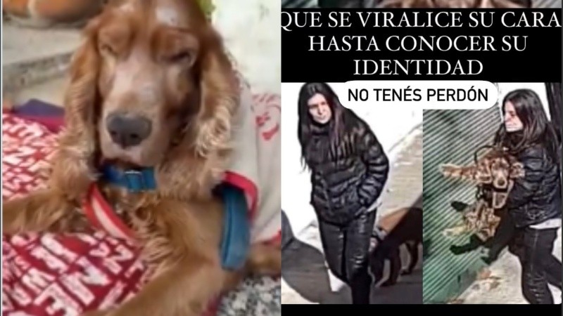 Buenos Aires: abandonan a un perro ciego de 14 años y ahora le buscan un nuevo dueño