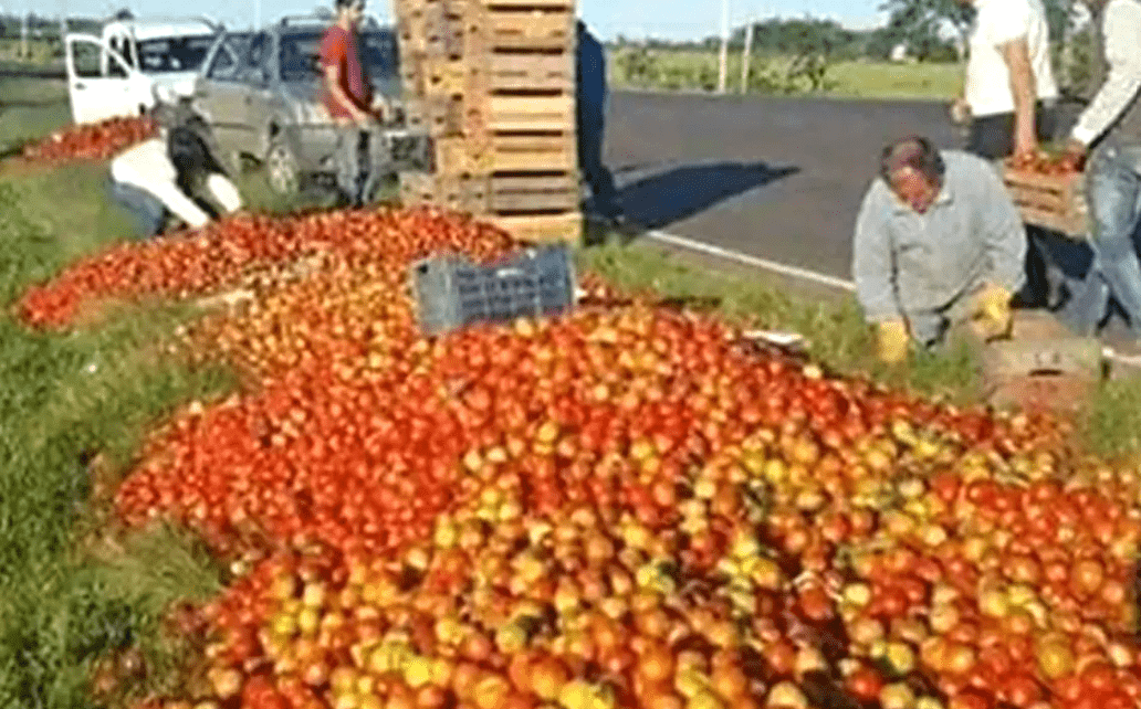 Viven un drama productivo y arrojan a las rutas miles de kilos de tomates